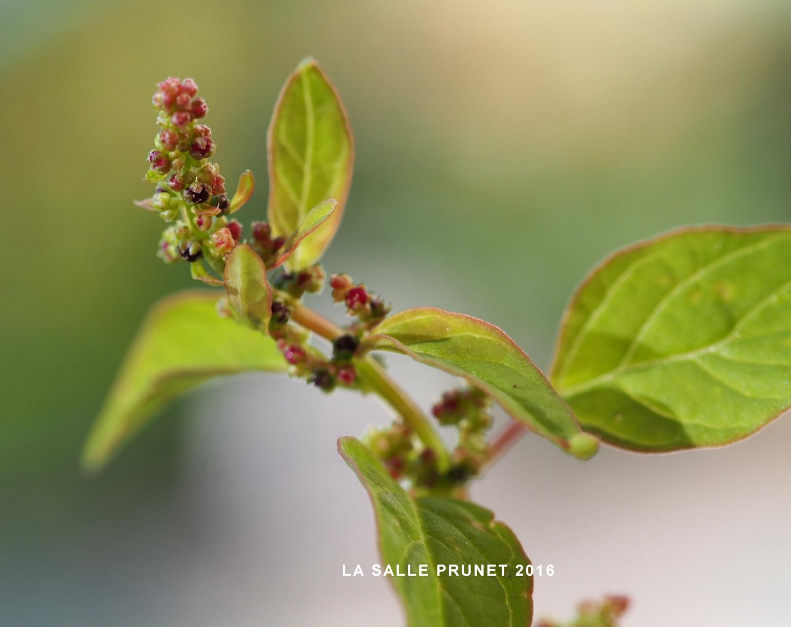 All-seed, Goosefoot